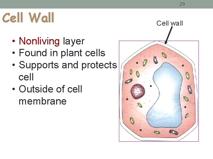 29 Cell Wall • Nonliving layer • Found in plant cells • Supports and 29 Cell Wall • Nonliving layer • Found in plant cells • Supports and