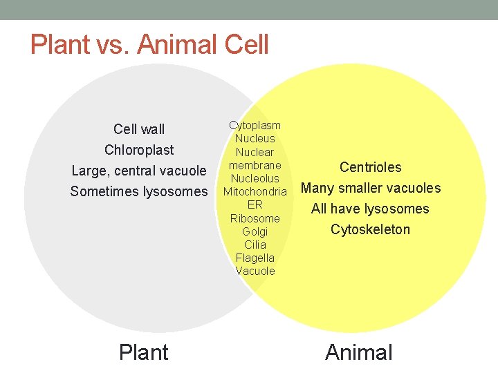 Plant vs. Animal Cell wall Chloroplast Large, central vacuole Sometimes lysosomes Plant Cytoplasm Nucleus Plant vs. Animal Cell wall Chloroplast Large, central vacuole Sometimes lysosomes Plant Cytoplasm Nucleus