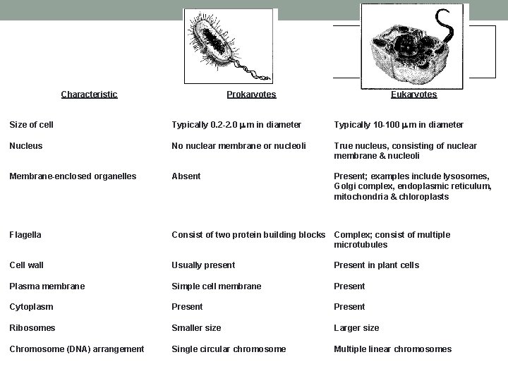 Characteristic Prokaryotes Eukaryotes Size of cell Typically 0. 2 -2. 0 m m in Characteristic Prokaryotes Eukaryotes Size of cell Typically 0. 2 -2. 0 m m in
