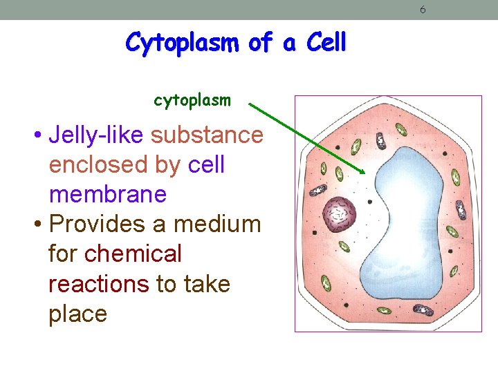 6 Cytoplasm of a Cell cytoplasm • Jelly-like substance enclosed by cell membrane • 6 Cytoplasm of a Cell cytoplasm • Jelly-like substance enclosed by cell membrane •