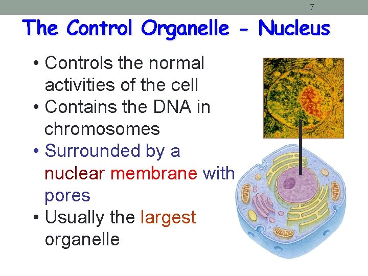 7 The Control Organelle - Nucleus • Controls the normal activities of the cell 7 The Control Organelle - Nucleus • Controls the normal activities of the cell