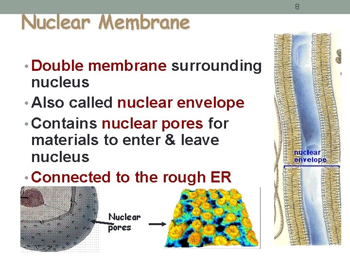 Nuclear Membrane • Double membrane surrounding nucleus • Also called nuclear envelope • Contains Nuclear Membrane • Double membrane surrounding nucleus • Also called nuclear envelope • Contains