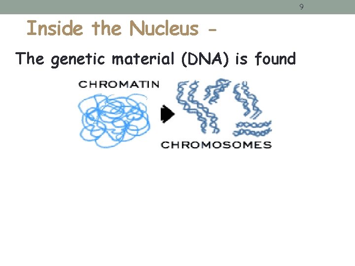 9 Inside the Nucleus The genetic material (DNA) is found 9 Inside the Nucleus The genetic material (DNA) is found