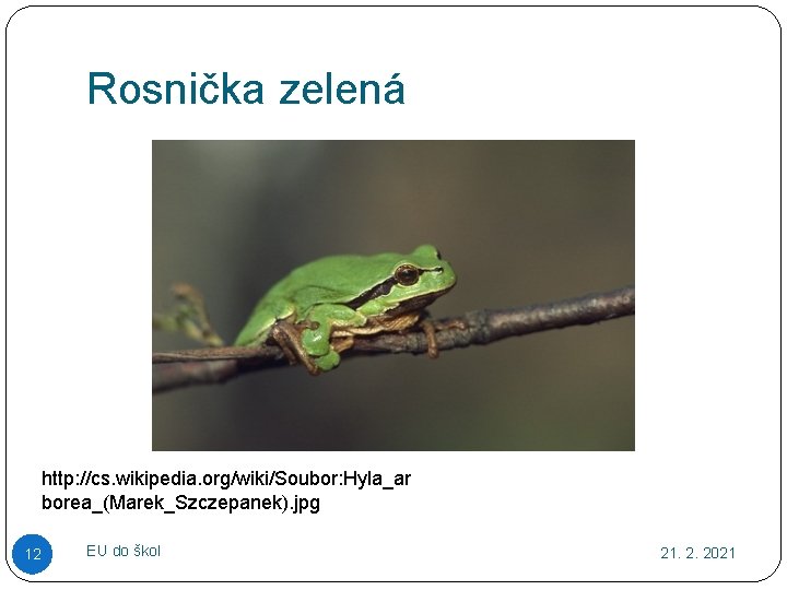 Rosnička zelená http: //cs. wikipedia. org/wiki/Soubor: Hyla_ar borea_(Marek_Szczepanek). jpg 12 EU do škol 21.