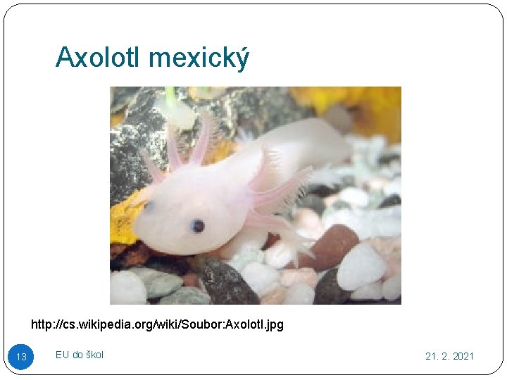 Axolotl mexický http: //cs. wikipedia. org/wiki/Soubor: Axolotl. jpg 13 EU do škol 21. 2.