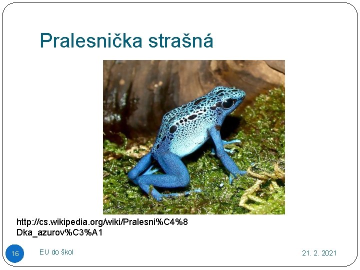 Pralesnička strašná http: //cs. wikipedia. org/wiki/Pralesni%C 4%8 Dka_azurov%C 3%A 1 16 EU do škol