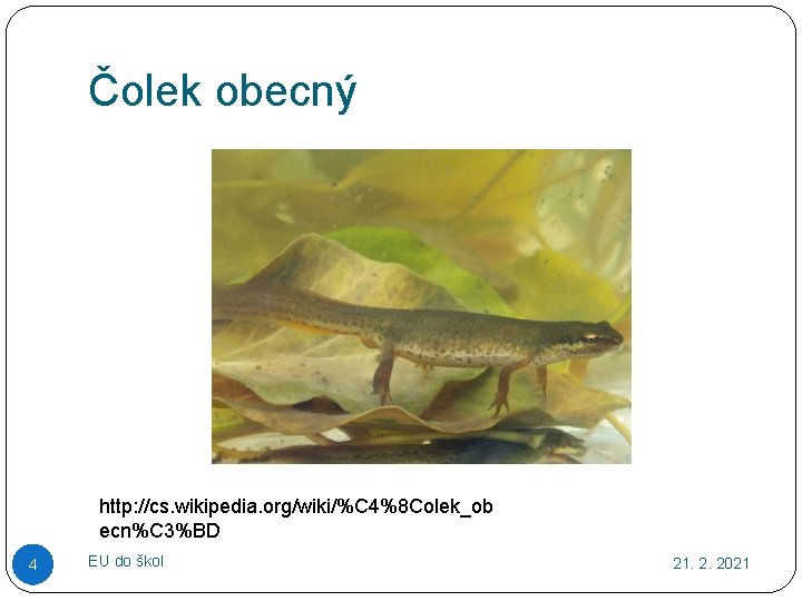 Čolek obecný http: //cs. wikipedia. org/wiki/%C 4%8 Colek_ob ecn%C 3%BD 4 EU do škol