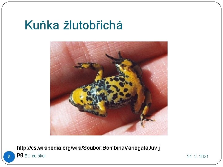 Kuňka žlutobřichá 8 http: //cs. wikipedia. org/wiki/Soubor: Bombina. Variegata. Juv. j pg EU do