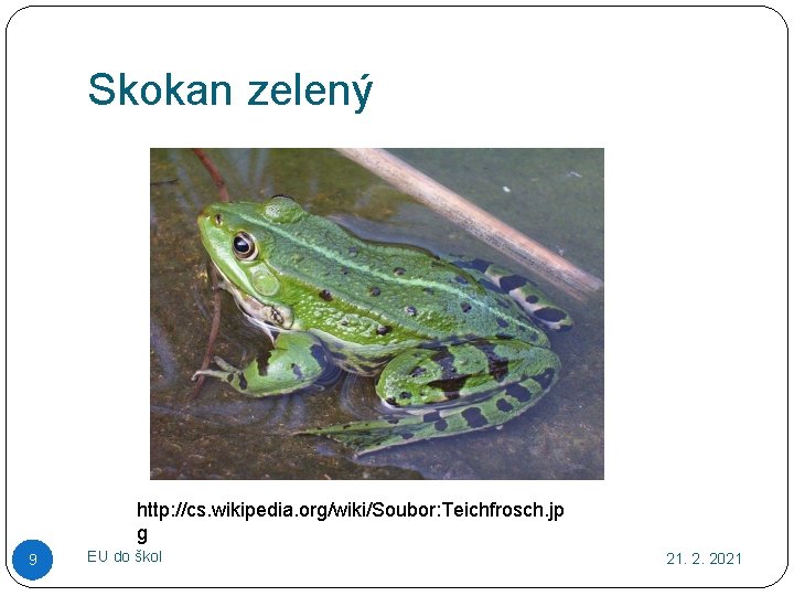 Skokan zelený http: //cs. wikipedia. org/wiki/Soubor: Teichfrosch. jp g 9 EU do škol 21.