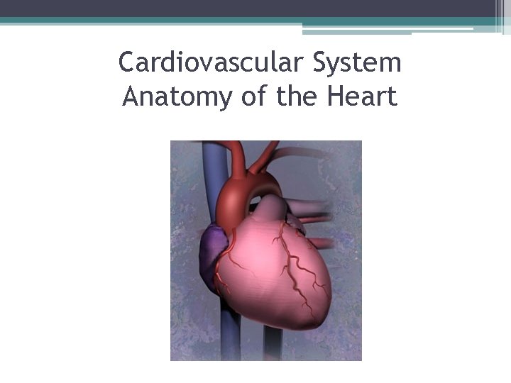 Cardiovascular System Anatomy of the Heart 
