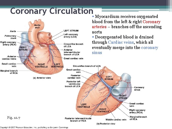 Coronary Circulation§ Myocardium receives oxygenated blood from the left & right Coronary arteries –
