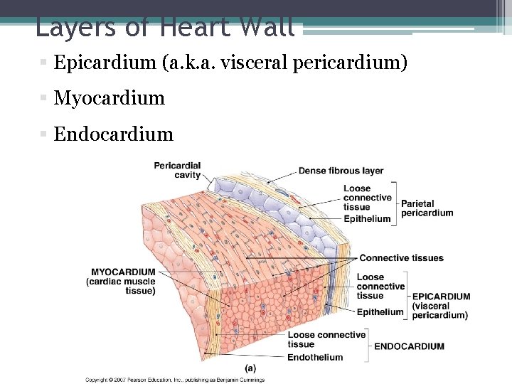 Layers of Heart Wall § Epicardium (a. k. a. visceral pericardium) § Myocardium §