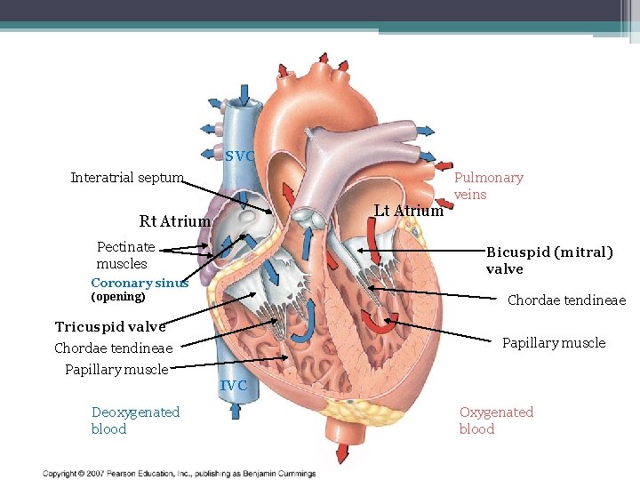 SVC Interatrial septum Lt Atrium Rt Atrium Pectinate muscles Bicuspid (mitral) valve Coronary sinus