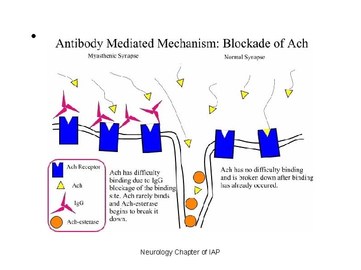  • Neurology Chapter of IAP 