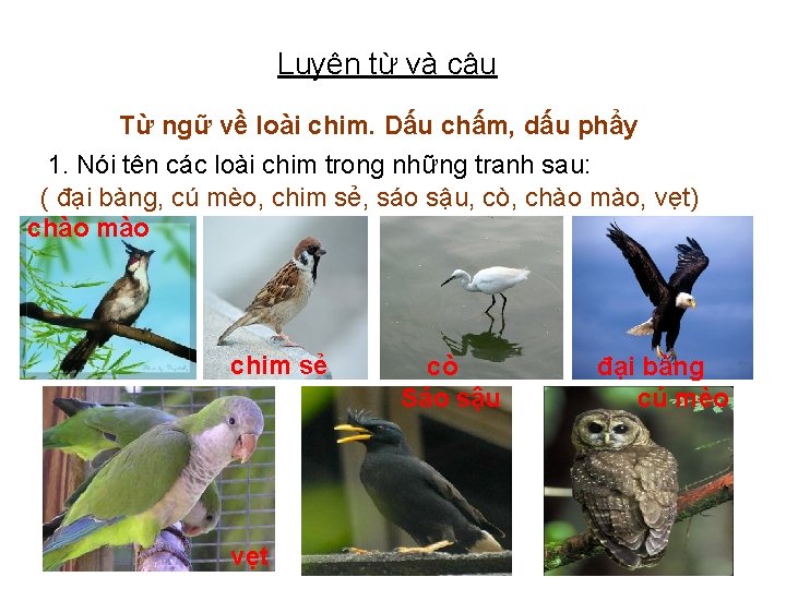 Luyện từ và câu Từ ngữ về loài chim. Dấu chấm, dấu phẩy 1.