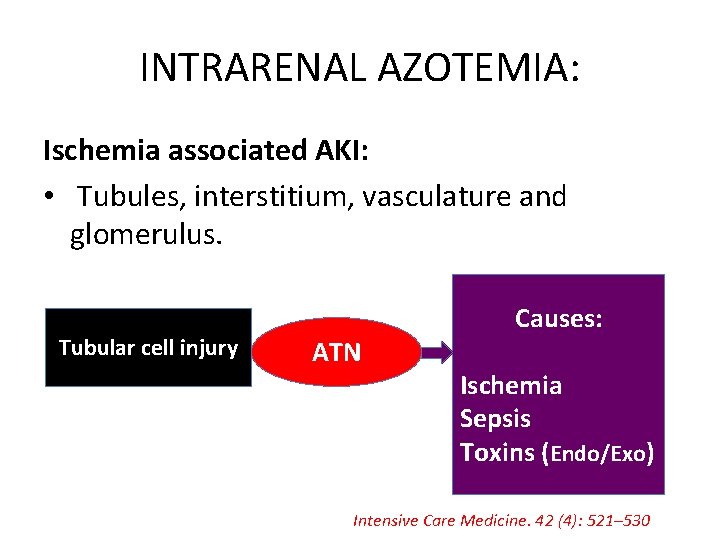 INTRARENAL AZOTEMIA: Ischemia associated AKI: • Tubules, interstitium, vasculature and glomerulus. Tubular cell injury
