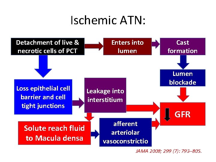 Ischemic ATN: Detachment of live & necrotic cells of PCT Loss epithelial cell barrier