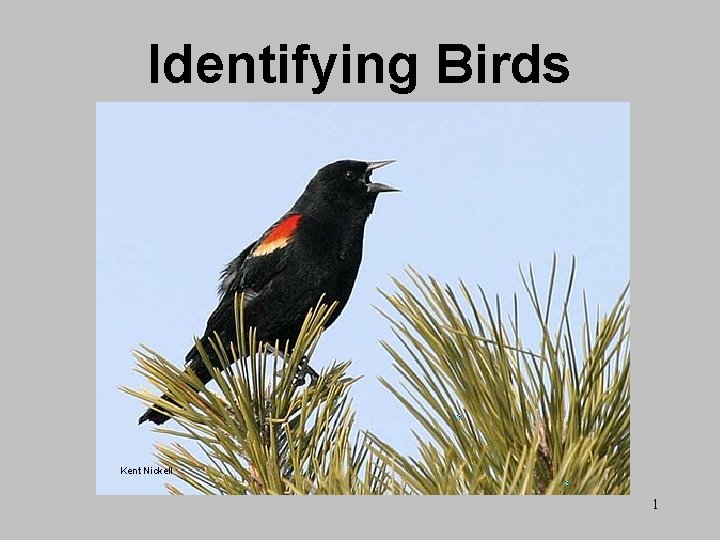 Identifying Birds Kent Nickell 1 