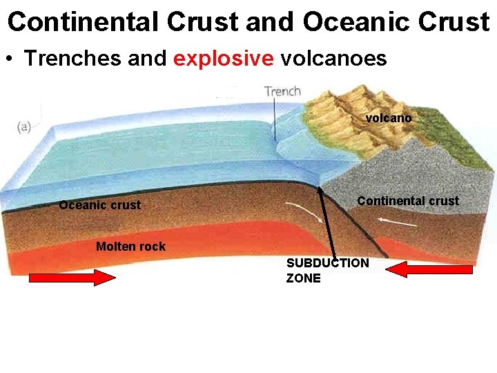 Continental Crust and Oceanic Crust • Trenches and explosive volcanoes volcano Oceanic crust Continental