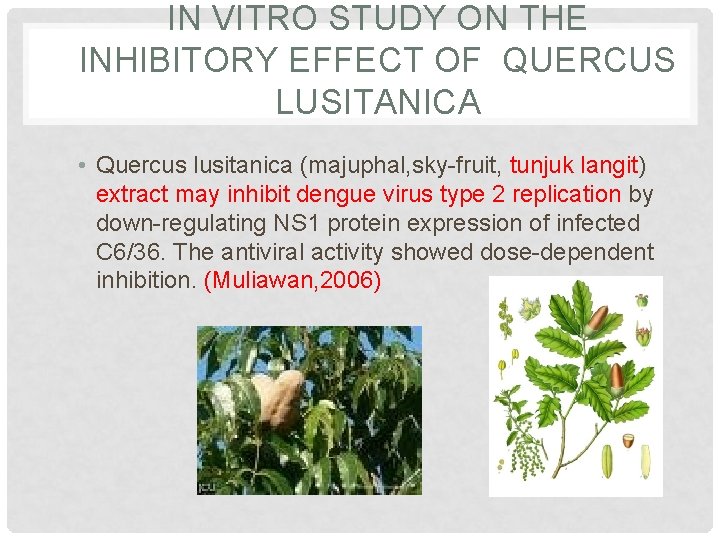 IN VITRO STUDY ON THE INHIBITORY EFFECT OF QUERCUS LUSITANICA • Quercus lusitanica (majuphal,