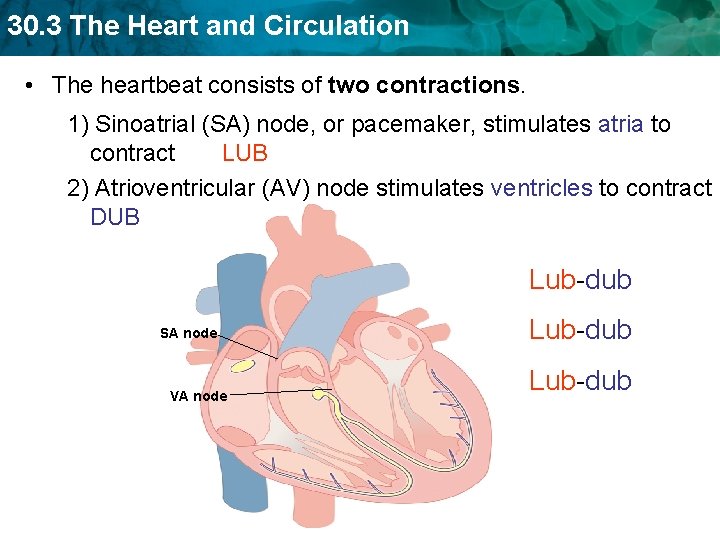 30. 3 The Heart and Circulation • The heartbeat consists of two contractions. 1) 30. 3 The Heart and Circulation • The heartbeat consists of two contractions. 1)