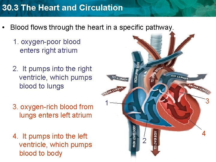 30. 3 The Heart and Circulation • Blood flows through the heart in a 30. 3 The Heart and Circulation • Blood flows through the heart in a