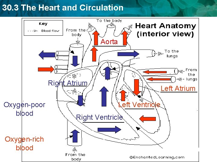 30. 3 The Heart and Circulation Aorta Right Atrium Oxygen-poor blood Oxygen-rich blood Left 30. 3 The Heart and Circulation Aorta Right Atrium Oxygen-poor blood Oxygen-rich blood Left