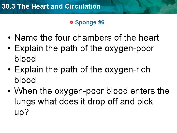 30. 3 The Heart and Circulation Sponge #6 • Name the four chambers of 30. 3 The Heart and Circulation Sponge #6 • Name the four chambers of