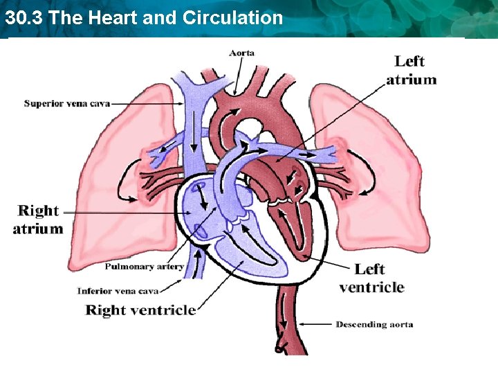 30. 3 The Heart and Circulation 30. 3 The Heart and Circulation