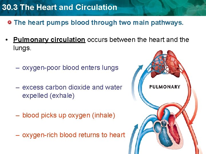 30. 3 The Heart and Circulation The heart pumps blood through two main pathways. 30. 3 The Heart and Circulation The heart pumps blood through two main pathways.