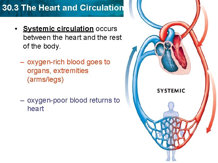 30. 3 The Heart and Circulation • Systemic circulation occurs between the heart and 30. 3 The Heart and Circulation • Systemic circulation occurs between the heart and