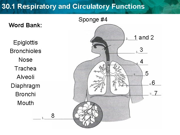 30. 1 Respiratory and Circulatory Functions Sponge #4 Word Bank: 1 and 2 Epiglottis 30. 1 Respiratory and Circulatory Functions Sponge #4 Word Bank: 1 and 2 Epiglottis