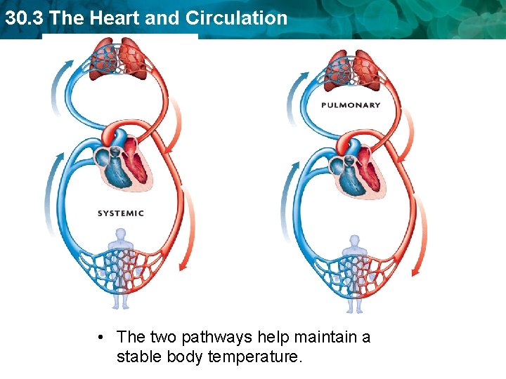 30. 3 The Heart and Circulation • The two pathways help maintain a stable 30. 3 The Heart and Circulation • The two pathways help maintain a stable