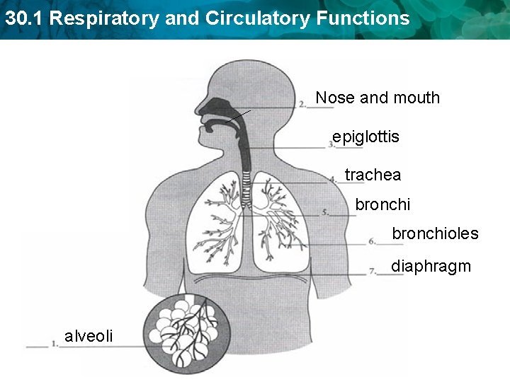 30. 1 Respiratory and Circulatory Functions Nose and mouth epiglottis trachea bronchioles diaphragm alveoli 30. 1 Respiratory and Circulatory Functions Nose and mouth epiglottis trachea bronchioles diaphragm alveoli