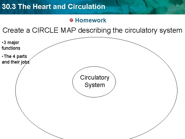 30. 3 The Heart and Circulation Homework Create a CIRCLE MAP describing the circulatory 30. 3 The Heart and Circulation Homework Create a CIRCLE MAP describing the circulatory