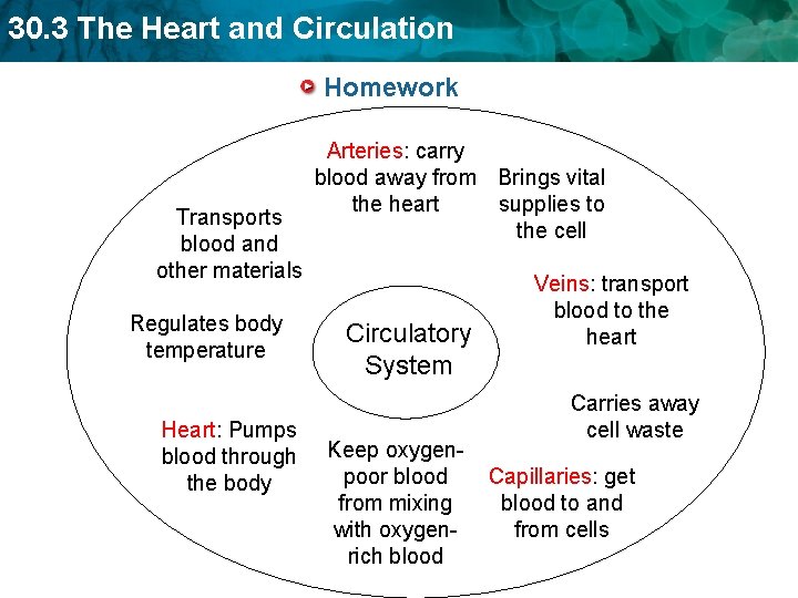 30. 3 The Heart and Circulation Homework Transports blood and other materials Regulates body 30. 3 The Heart and Circulation Homework Transports blood and other materials Regulates body