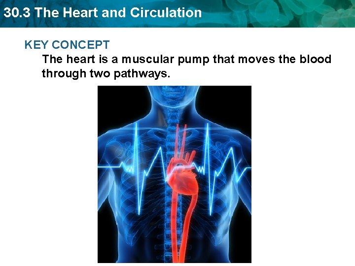 30. 3 The Heart and Circulation KEY CONCEPT The heart is a muscular pump 30. 3 The Heart and Circulation KEY CONCEPT The heart is a muscular pump