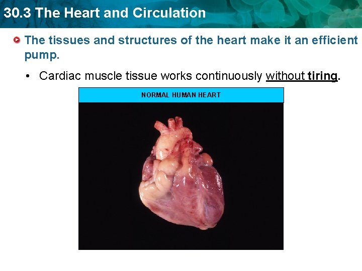 30. 3 The Heart and Circulation The tissues and structures of the heart make 30. 3 The Heart and Circulation The tissues and structures of the heart make