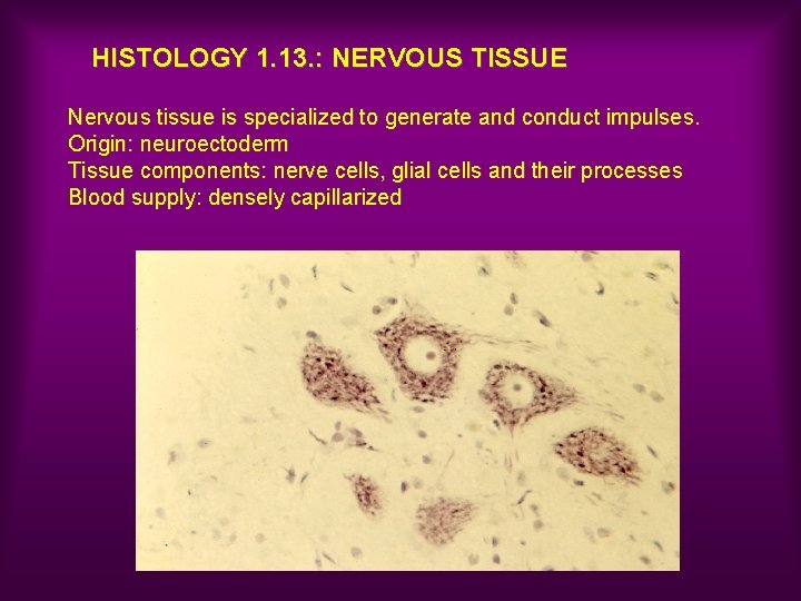 HISTOLOGY 1. 13. : NERVOUS TISSUE Nervous tissue is specialized to generate and conduct