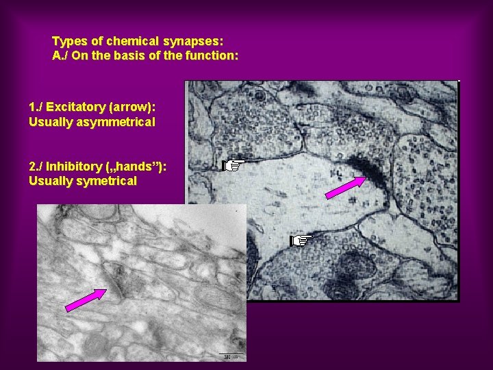 Types of chemical synapses: A. / On the basis of the function: 1. /