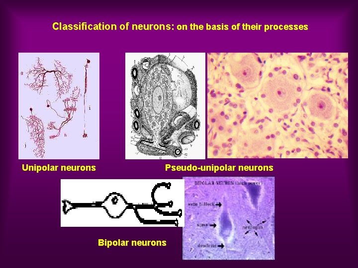 Classification of neurons: on the basis of their processes Unipolar neurons Pseudo-unipolar neurons Bipolar