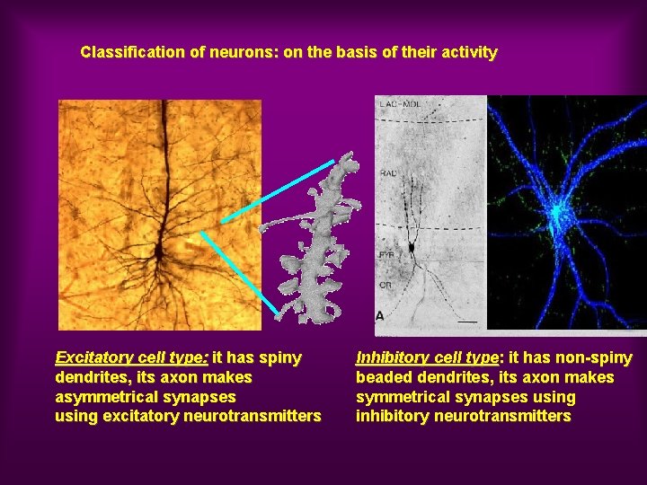 Classification of neurons: on the basis of their activity Excitatory cell type: it has