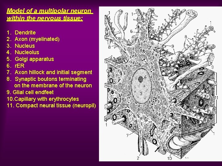 Model of a multipolar neuron within the nervous tissue: 1. 2. 3. 4. 5.