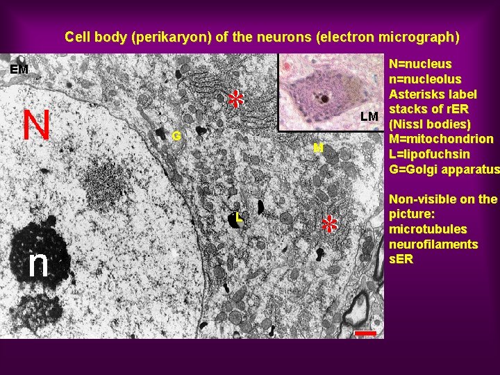 Cell body (perikaryon) of the neurons (electron micrograph) EM G M L N=nucleus n=nucleolus