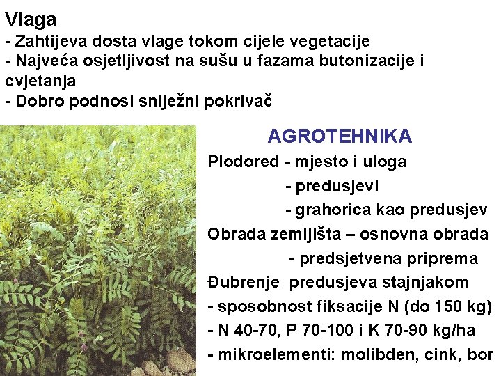 Vlaga - Zahtijeva dosta vlage tokom cijele vegetacije - Najveća osjetljivost na sušu u