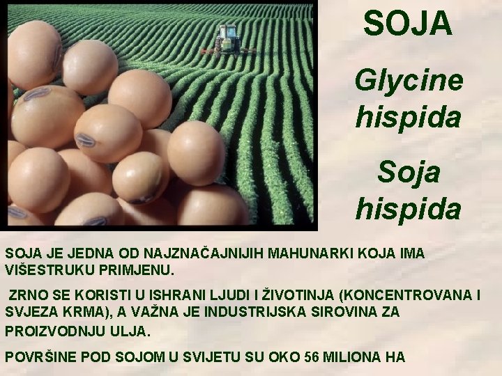 SOJA Glycine hispida Soja hispida SOJA JE JEDNA OD NAJZNAČAJNIJIH MAHUNARKI KOJA IMA VIŠESTRUKU SOJA Glycine hispida Soja hispida SOJA JE JEDNA OD NAJZNAČAJNIJIH MAHUNARKI KOJA IMA VIŠESTRUKU