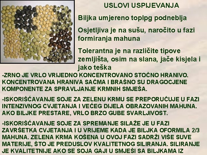 USLOVI USPIJEVANJA Biljka umjereno toplpg podneblja Osjetljiva je na sušu, naročito u fazi formiranja