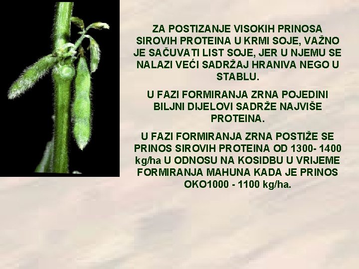 ZA POSTIZANJE VISOKIH PRINOSA SIROVIH PROTEINA U KRMI SOJE, VAŽNO JE SAČUVATI LIST SOJE, ZA POSTIZANJE VISOKIH PRINOSA SIROVIH PROTEINA U KRMI SOJE, VAŽNO JE SAČUVATI LIST SOJE,