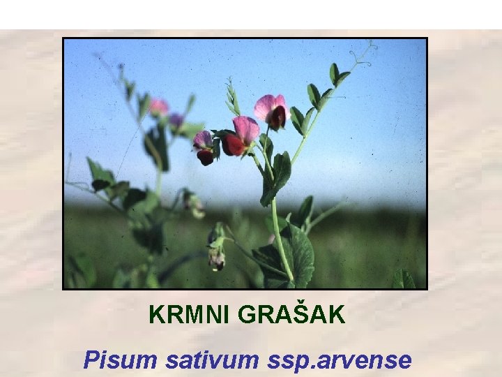 KRMNI GRAŠAK Pisum sativum ssp. arvense 