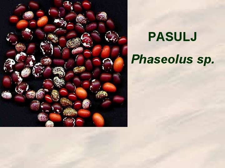 PASULJ Phaseolus sp. 